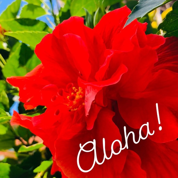 From Hawaii To You 🌺 - Picture 1 of 1